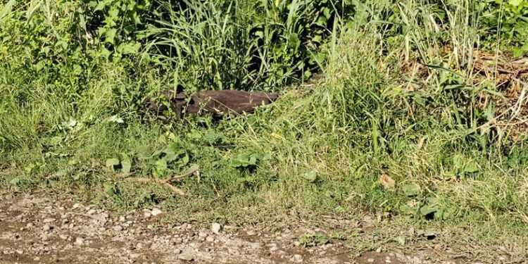 Torturado, embolsado