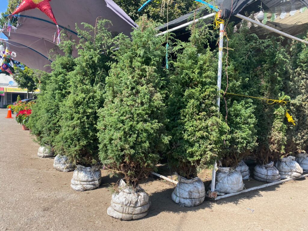 Rematan árboles de Navidad y flor de Nochebuena
