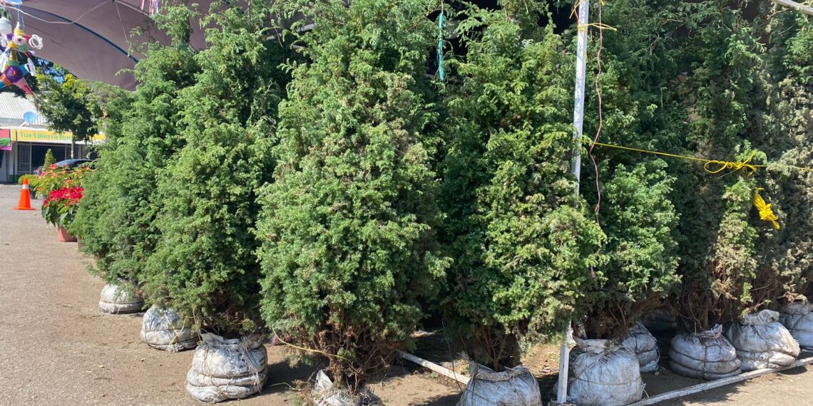 Rematan árboles de Navidad y flor de Nochebuena