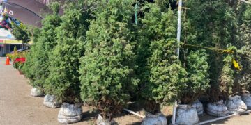 Rematan árboles de Navidad y flor de Nochebuena