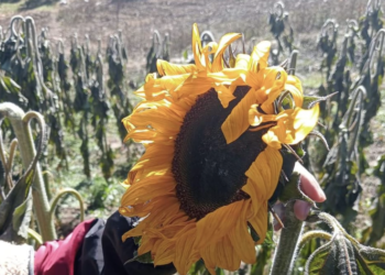 Heladas dejan pérdidas a productores de flores en San Cristóbal