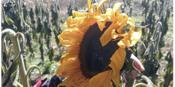 Heladas dejan pérdidas a productores de flores en San Cristóbal