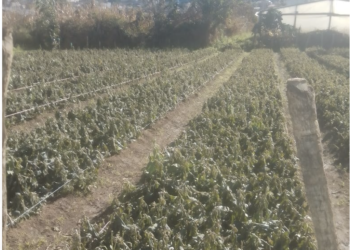 Chiapas ha presentado temperaturas históricas en este 2023