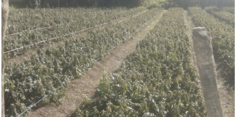 Chiapas ha presentado temperaturas históricas en este 2023