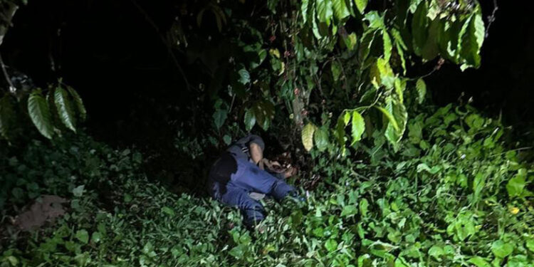 Cazan y matan al “conejo”