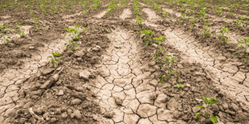 Sequía impacta al70% del país