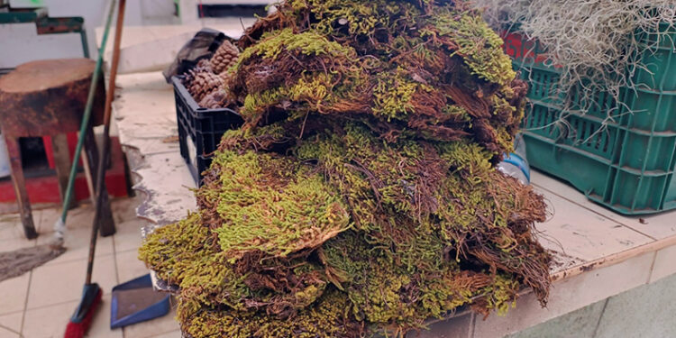 Extracción ilegal impacta a manantiales