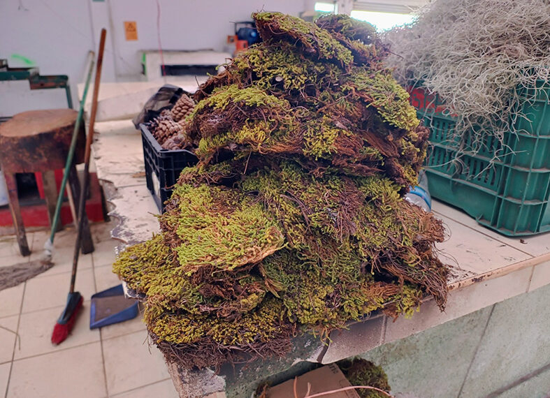 Extracción ilegal impacta a manantiales