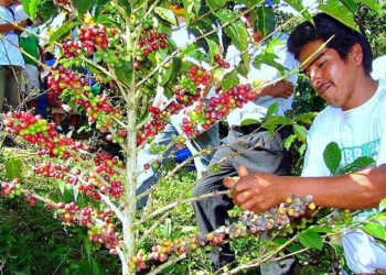 Mapean producción de café