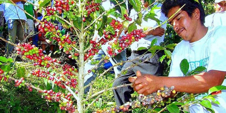 Mapean producción de café