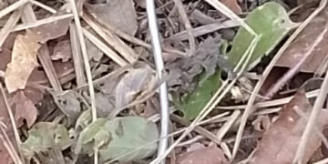 Se cumplen 7 días sin luz