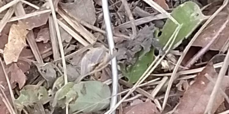 Se cumplen 7 días sin luz