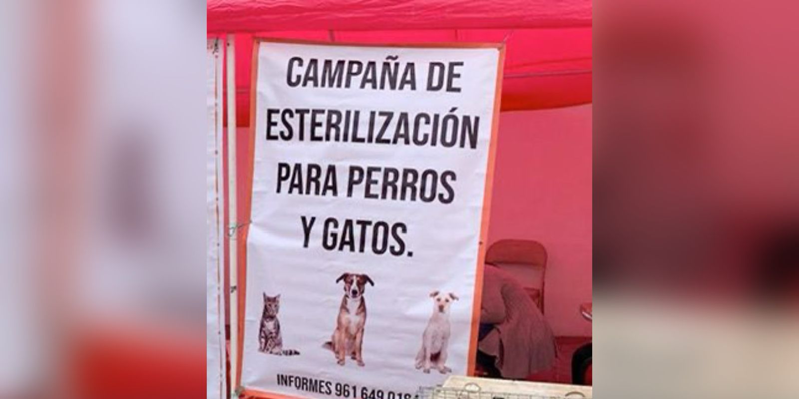 Avanza Campaña De Esterilización De Perros Y Gatos Ultimatum Chiapas