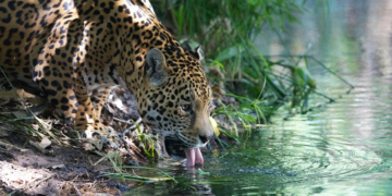 El jaguar es un componente vital de los ecosistemas mexicanos y su conservación es fundamental para mantener la salud y la biodiversidad de estos ecosistemas.