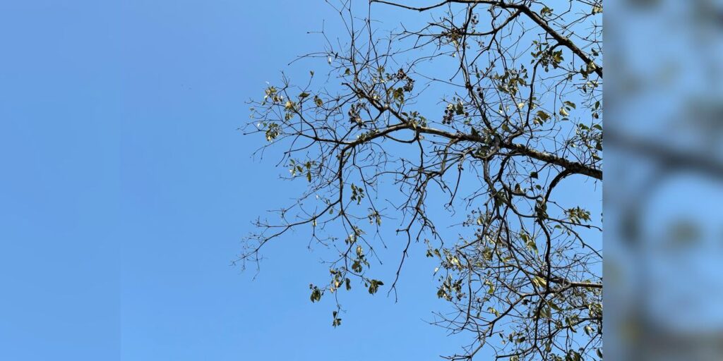 Advierten por temperaturas elevadas 