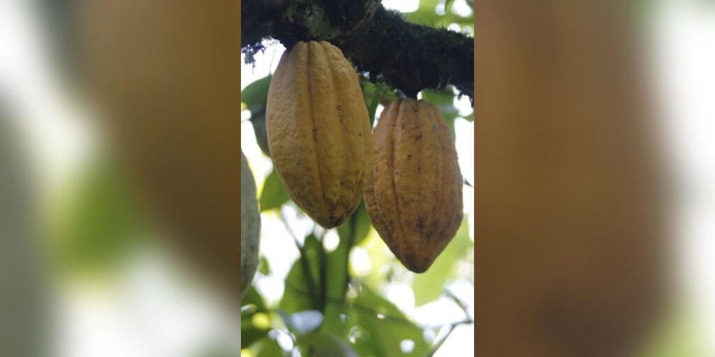 Señalan que los productores podrían obtener mejores ganancias si además de cultivar el grano lo transforman en chocolate. 