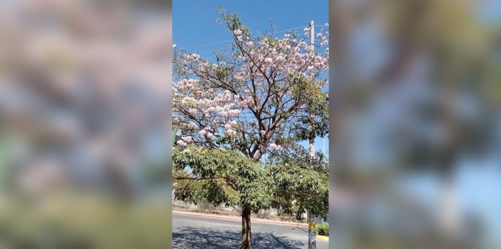 Plantar, representa también un área común para aves, insectos y mariposas.