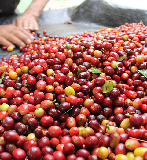 Productores, mantiene la búsqueda de mejorar sus precios, la meta es de 35 pesos el kilo.