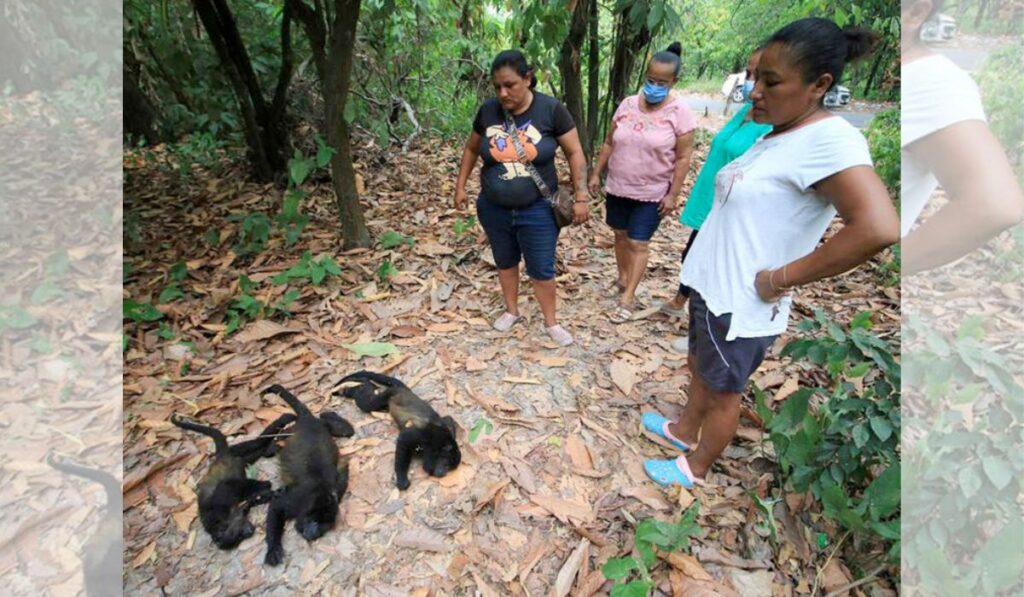 ¿Por qué están muriendo los monos aulladores en Tabasco y Chiapas? 