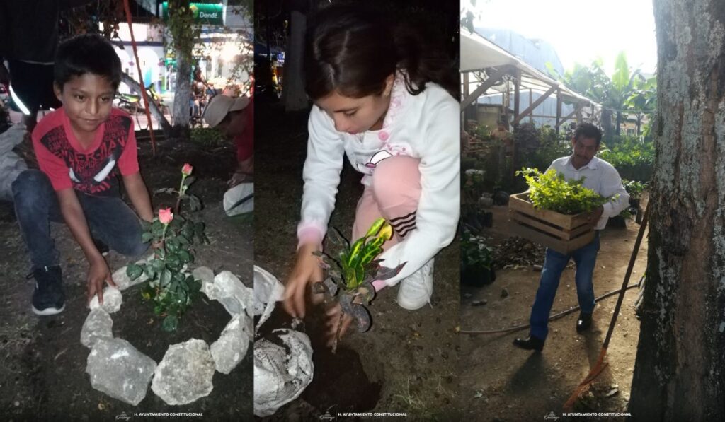 El Ayuntamiento de Ocosingo está cultivando plántulas para reforestar el municipio y proteger el medio ambiente. Descubre cómo puedes participar como voluntario o padrino de un árbol en esta importante iniciativa.