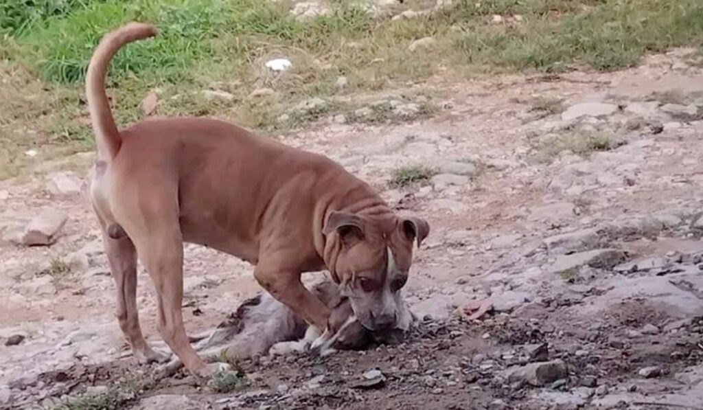 Ahora fue en la colonia La Misión donde un canino está suspendido en una puerta.