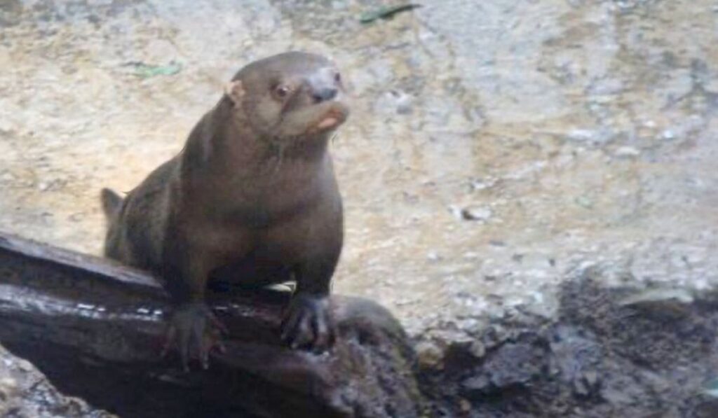 De acuerdo a diversas fuentes, perdió la vida al interior del Zoológico Miguel Álvarez del Toro debido a un mal manejo anestésico.