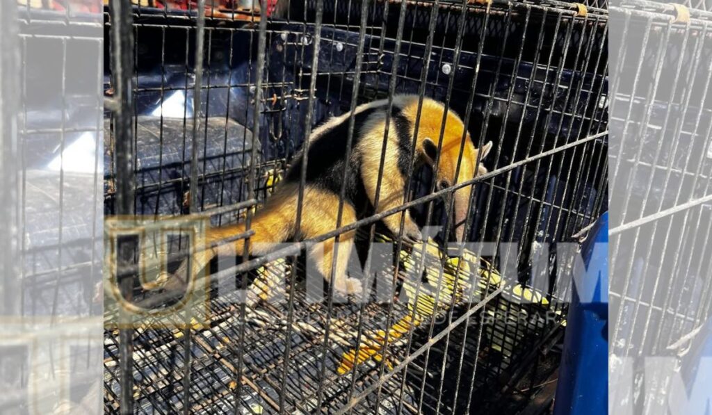 El animal, en peligro de extinción, fue entregado a las autoridades ambientales para su protección.