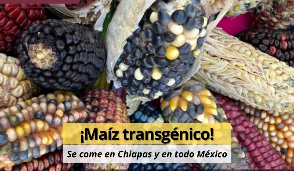 En México llevamos muchos años sembrando plantas transgénicas y consumiéndolas como alimento.