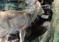 Y mientras un coyote cachorro corre libre por El Zapotal, los verdaderos depredadores no están en los árboles, sino en las oficinas.
