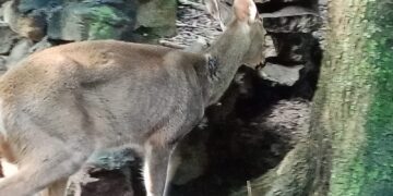Y mientras un coyote cachorro corre libre por El Zapotal, los verdaderos depredadores no están en los árboles, sino en las oficinas.