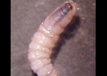 Autoridades activaron protocolos sanitarios y de control en el Soconusco.