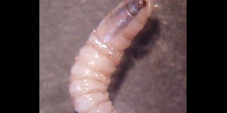 Autoridades activaron protocolos sanitarios y de control en el Soconusco.