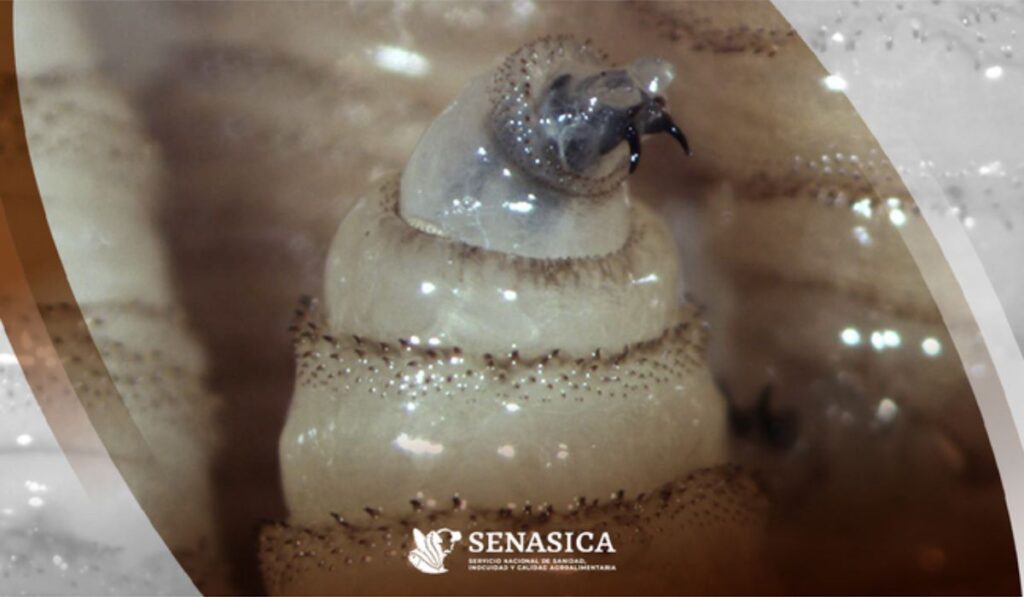 Más del 59 % de los casos de gusano barrenador en México se registran en ganado chiapaneco: Tabasco