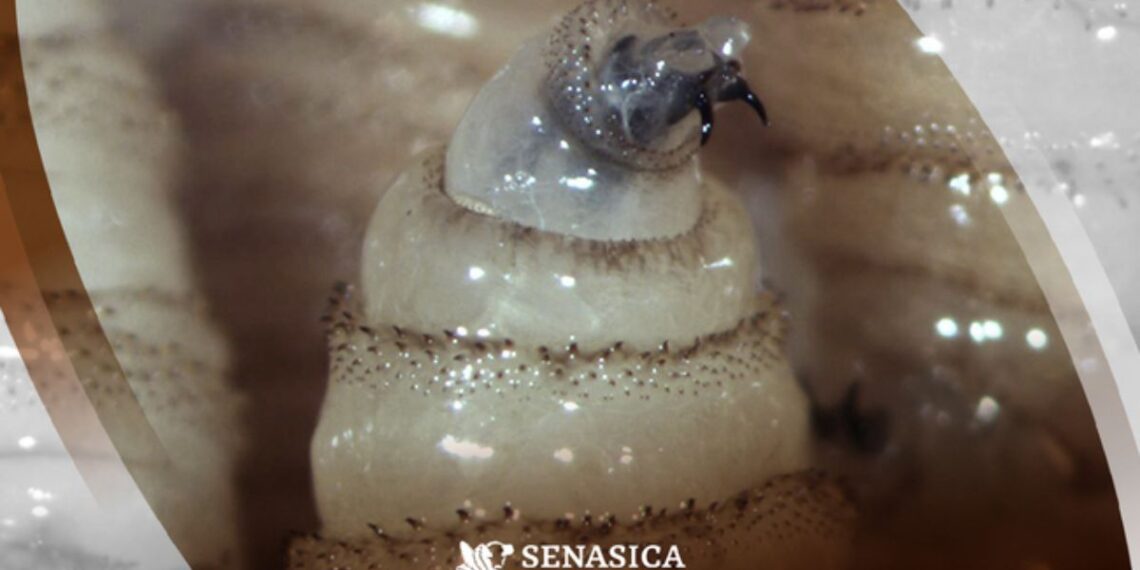 Más del 59 % de los casos de gusano barrenador en México se registran en ganado chiapaneco: Tabasco