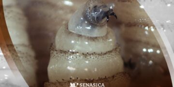 Más del 59 % de los casos de gusano barrenador en México se registran en ganado chiapaneco: Tabasco