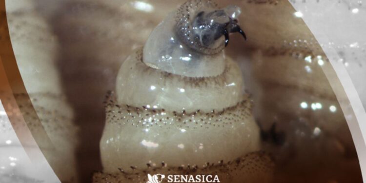 Más del 59 % de los casos de gusano barrenador en México se registran en ganado chiapaneco: Tabasco