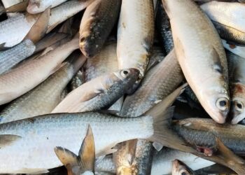 Del 15 de mayo al 15 de julio está prohibida la extracción de liseta; también se suspende la pesca de robalo hasta el 30 de junio.