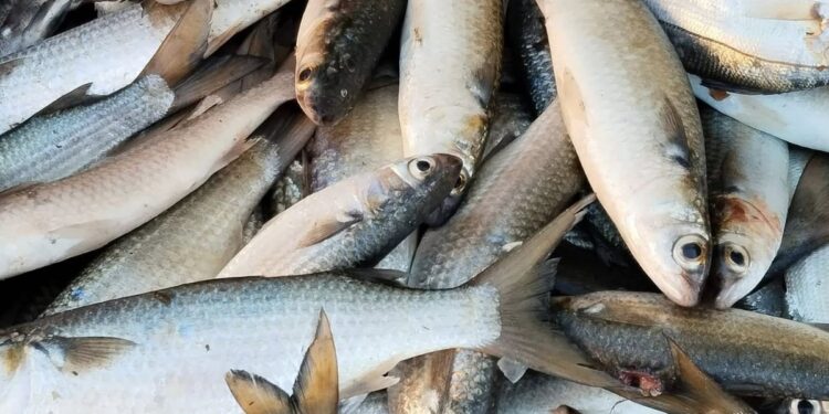 Del 15 de mayo al 15 de julio está prohibida la extracción de liseta; también se suspende la pesca de robalo hasta el 30 de junio.