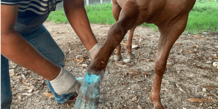 Desde 2024 se advirtió sobre el riesgo del gusano barrenador; se señaló el tránsito ilegal de ganado por rutas críticas en la selva chiapaneca. La amenaza, entonces ignorada, hoy cobra relevancia.