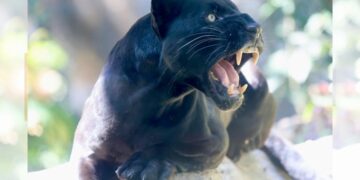 Empresarios que fracasaron en el fallo de la autopista Palenque-San Cristóbal, podrían estar detrás de los cuestionamientos a la obra que inicia con determinación y sin cabida a las componendas. 