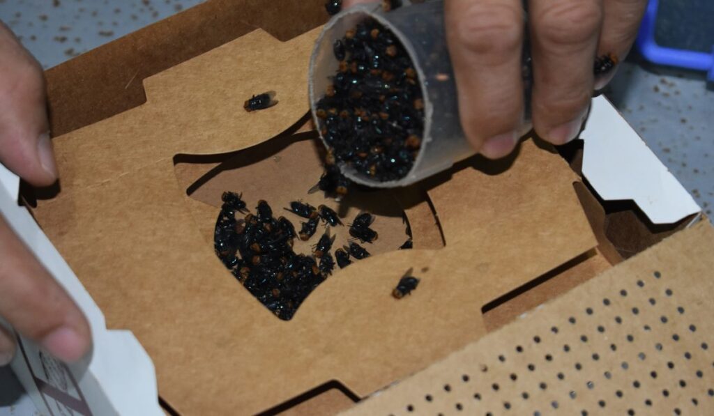 El país depende de laboratorios panameños para frenar al gusano barrenador del ganado.