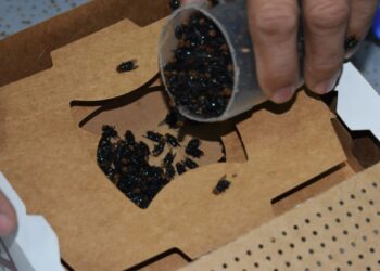 El país depende de laboratorios panameños para frenar al gusano barrenador del ganado.