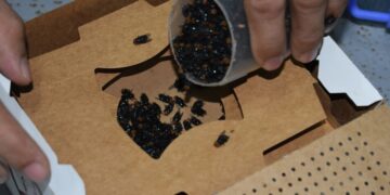 El país depende de laboratorios panameños para frenar al gusano barrenador del ganado.