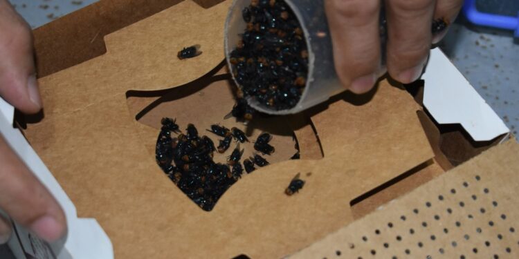 El país depende de laboratorios panameños para frenar al gusano barrenador del ganado.