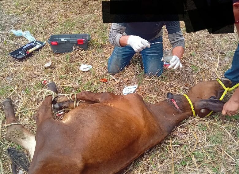 Ganaderos enfrentan una plaga devastadora sin apoyo suficiente de las autoridades; el sistema de salud y sanidad animal colapsa ante la emergencia.