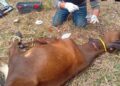 Ganaderos enfrentan una plaga devastadora sin apoyo suficiente de las autoridades; el sistema de salud y sanidad animal colapsa ante la emergencia.