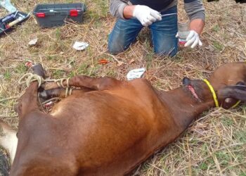 Ganaderos enfrentan una plaga devastadora sin apoyo suficiente de las autoridades; el sistema de salud y sanidad animal colapsa ante la emergencia.