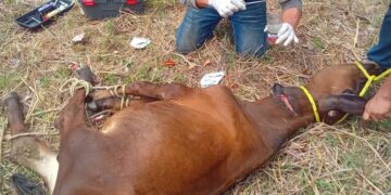 Ganaderos enfrentan una plaga devastadora sin apoyo suficiente de las autoridades; el sistema de salud y sanidad animal colapsa ante la emergencia.