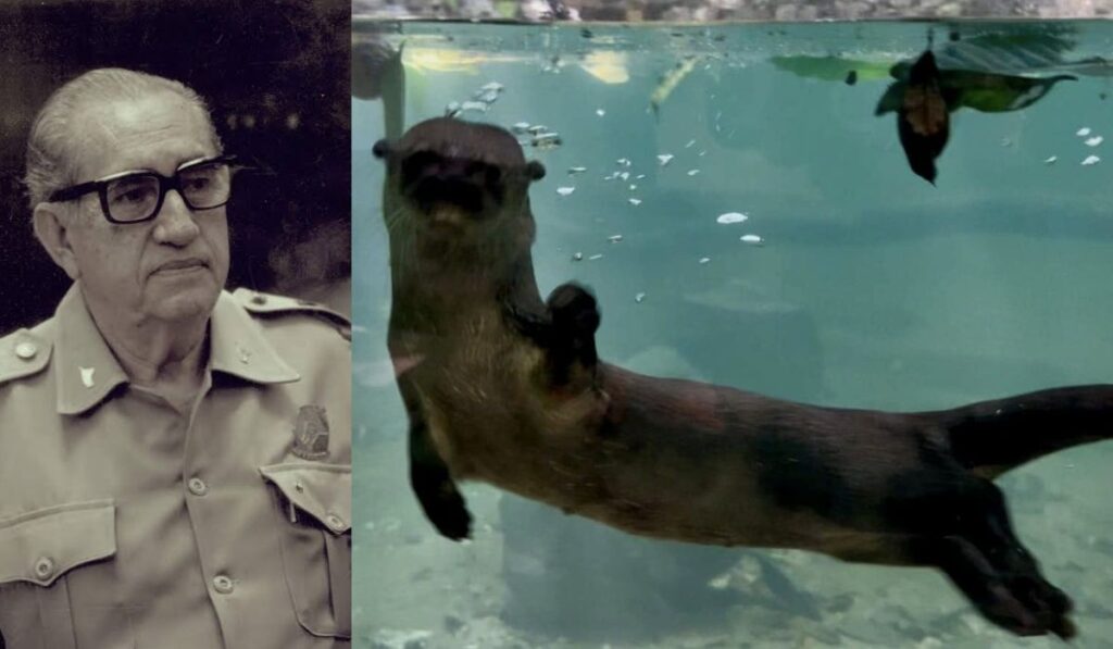 Lo que fue un santuario de educación y conservación hoy luce deteriorado. A casi siete años del primer escándalo, persisten muertes de especies y señalamientos de negligencia.