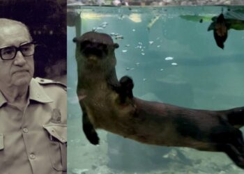 Lo que fue un santuario de educación y conservación hoy luce deteriorado. A casi siete años del primer escándalo, persisten muertes de especies y señalamientos de negligencia.